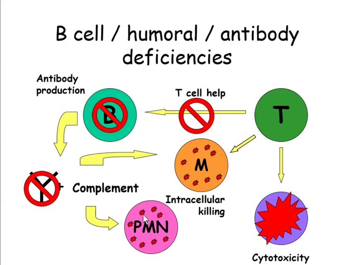 X-Linked Hyper-IgM Syndrome 