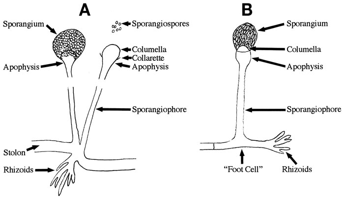 Zygomycete